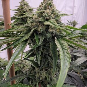 Pheno Addicts Bebesita Kush